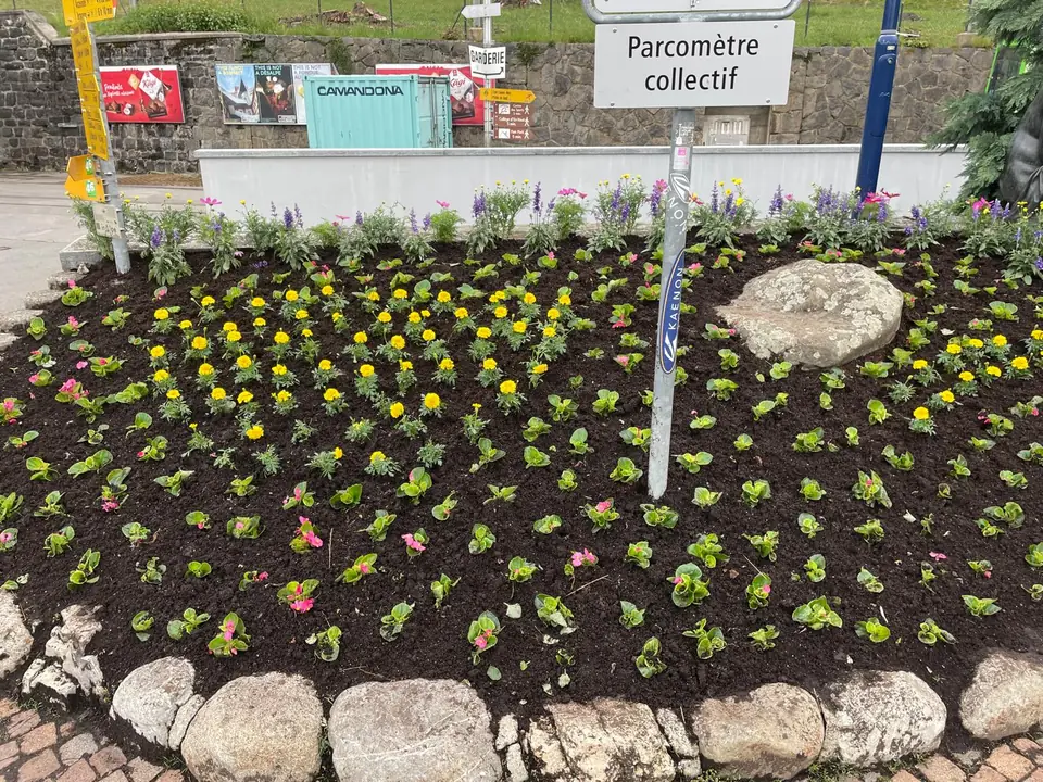 Fleurissement – Plantation