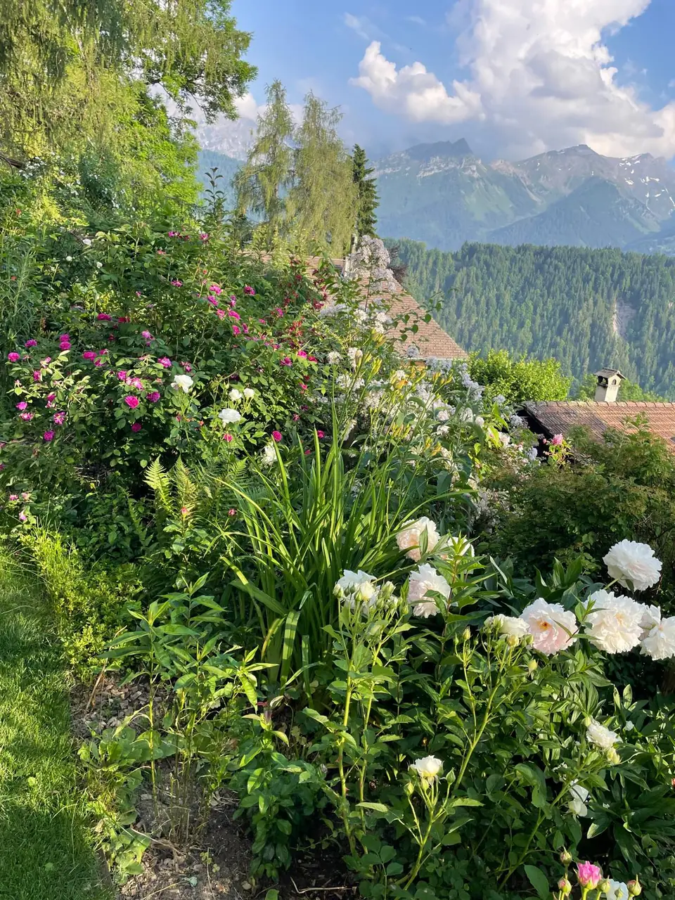Jardin fleuri avec vue sur les Alpes vaudoises