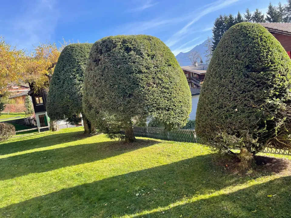 Taille & élagage